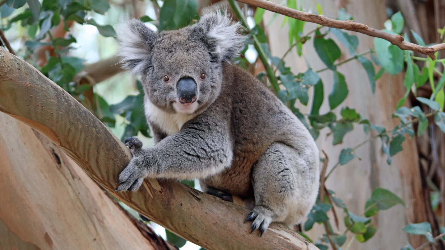 A koala population’s rapid rebound may let it escape inbreeding’s perils