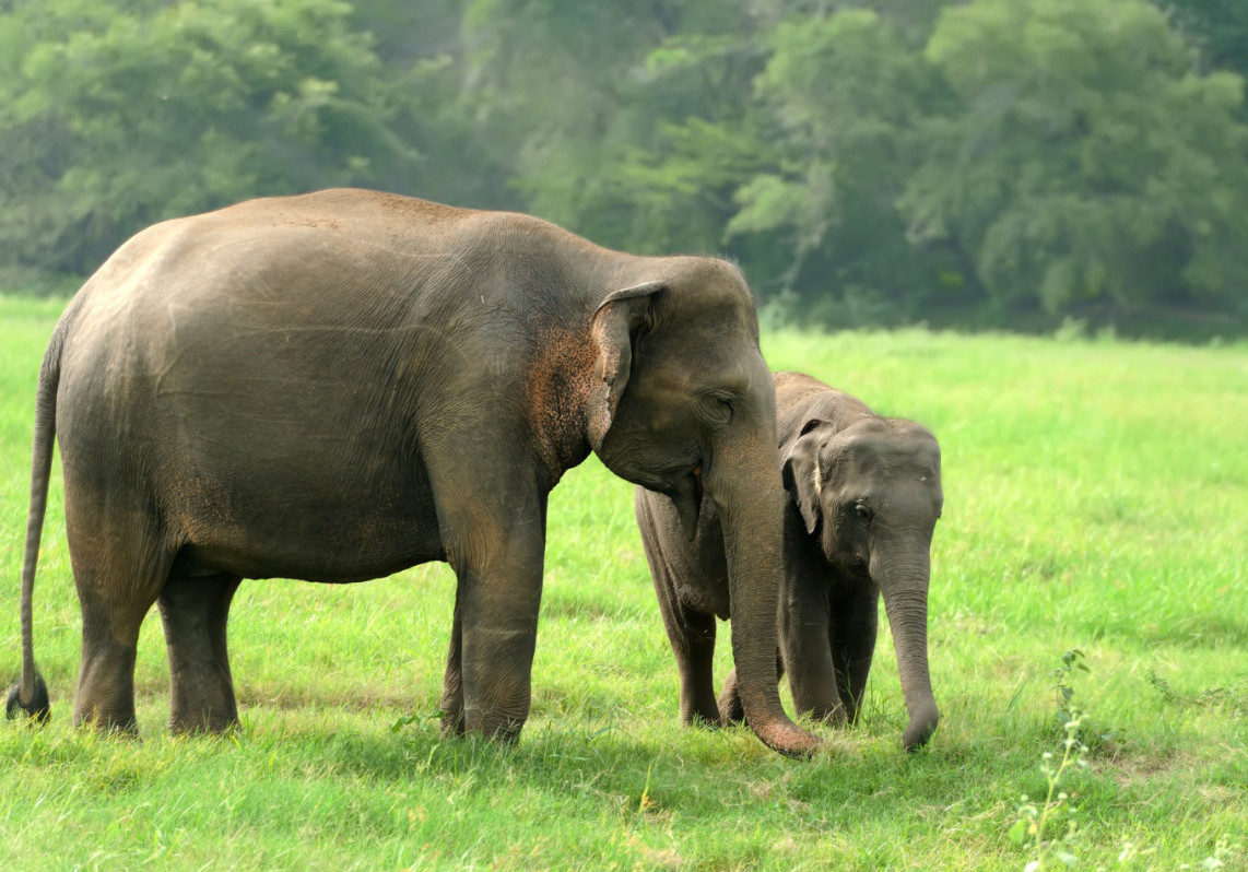 Anak Gajah Sumatera Mati Kena Jerat, Dosen UGM Sebut Penggunaan Jerat Mengancam Kehidupan Satwa Liar
