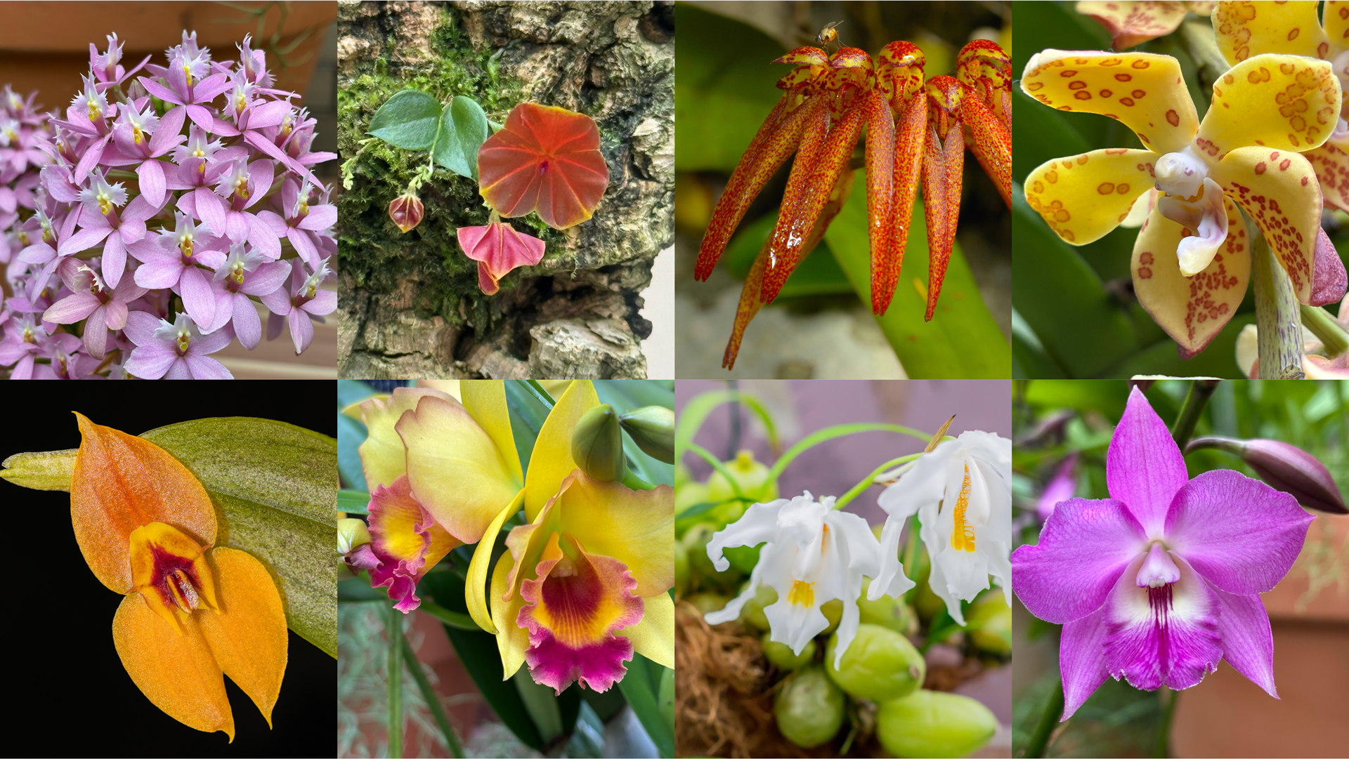 Check out 6 ways orchids use tricks to reproduce