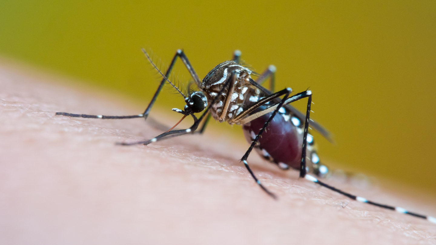 Mosquitoes get the ‘I’m full’ signal from their butts, not their brains